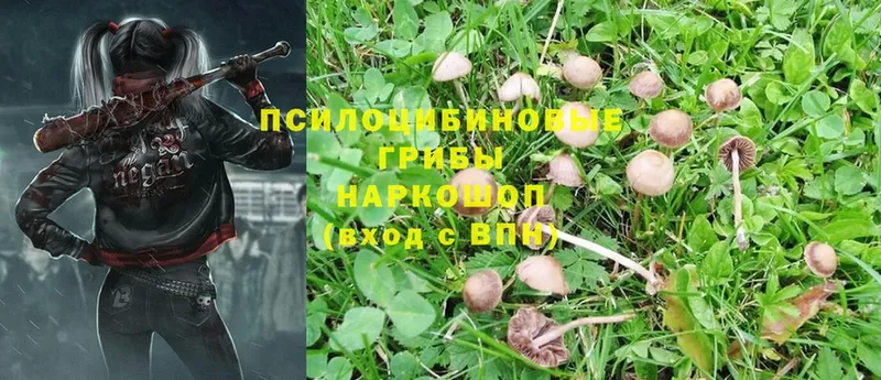 OMG ТОР  Кириши  Галлюциногенные грибы Psilocybe  купить  